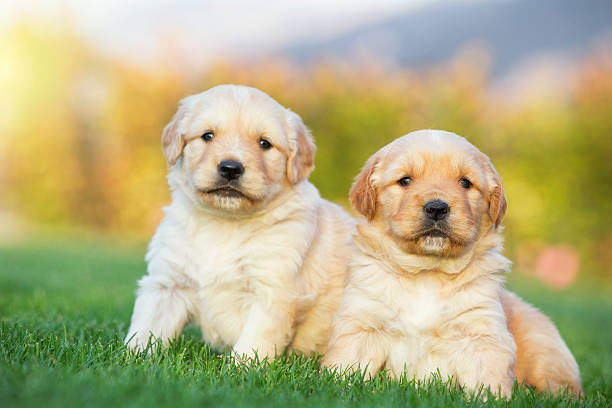 English Cream Golden Retriever Temperament Explained