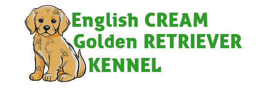 English Cream Golden Retriever Kennel